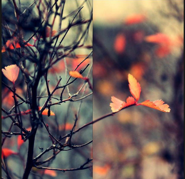 photo_pass